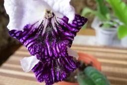 Streptocarpus-Tořivka