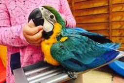 Modrá a zlatá papagáj na adopciu.