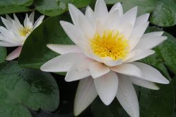 Leknín bílý ( Nymphaea Alba )