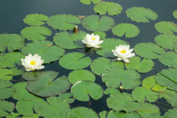 Leknín bílý ( Nymphaea Alba )