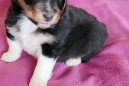 Šeltie - sheltie, pejsci s PP
