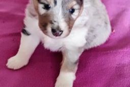 Šeltie - sheltie, pejsci s PP