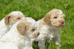 Lagotto Romagnolo s PP/ Italský vodní pes/