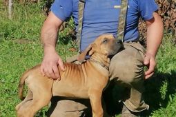 Brazilská fila, štěňata s PP