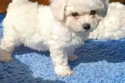 predam steniatka bisonika bisonka frise