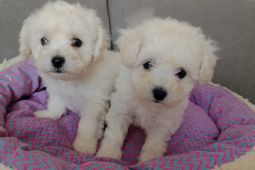 predam steniatka bisonika bisonka frise