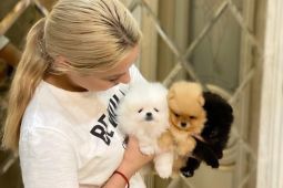 Neodolatelná štěňata pomeranianů