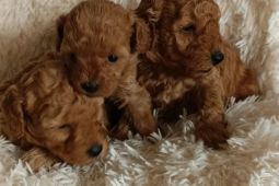 Rozkošná štěňata toy pudla.