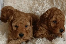 Rozkošná štěňata toy pudla.