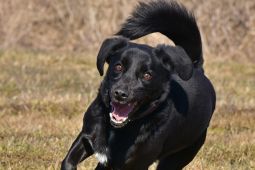 Darujeme opuštěného křížence