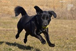 Darujeme opuštěného křížence