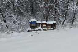 Nabídka medů z jihočských lesů