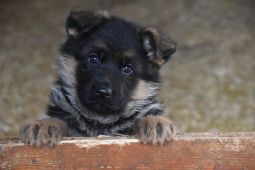 Německý ovčák štěňata