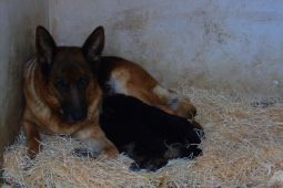 Německý ovčák štěňata