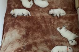 Prodám štěňata BŠO s PP