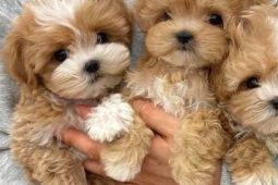Maltipoo štěňata