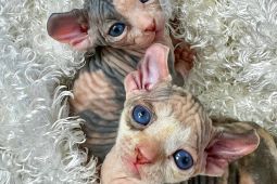 Kanadský sphynx