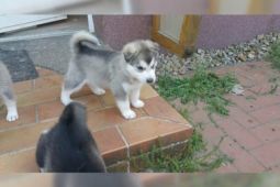 Sibiřská husky štěňátka bez PP