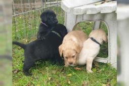 Labradorský retriever bez PP