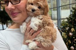 Mini Maltipoo