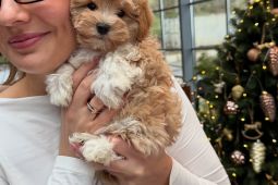 Mini Maltipoo
