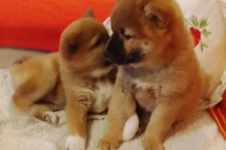 Shiba Inu