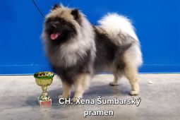 Německý vlčí špic Keeshond štěňata s PP