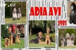 ADIA AVI chov.st Erdelteriér-Airedaleterrier,Pudl