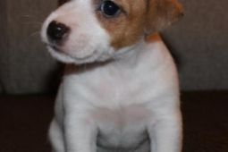 Jack Russell Terrier s PP