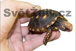 Suchozemská želva uhlířská na prodej