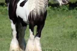 Zdravý cikánská koně na prodej
