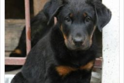 Prodám štěně (pejsek) Beaucerona s PP