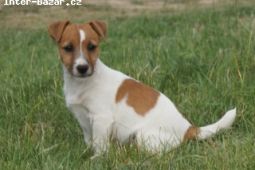 Jack Russell Terier