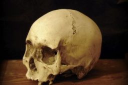  Lidská lebka (human skull replica) jako dekorace