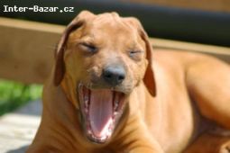 Rhodesian ridgeback - štěňátka s PP