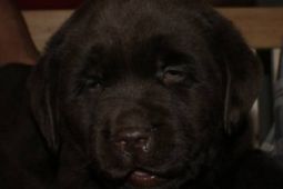 Labrador Retriever, čokoládová štěňata s PP