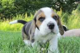 Beagle - štěňata s PP