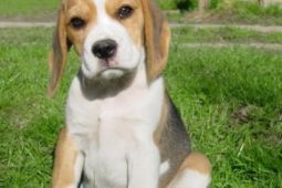 Beagle - štěňata s PP