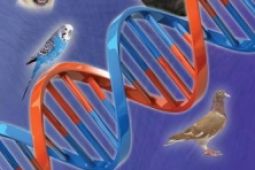 Nová publikace - Genetika drobných zvířat