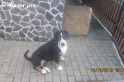 Prodám Štěně Velkého Švýcarského Salašnického psa