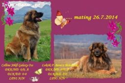 Leonberger šteniatka s PP