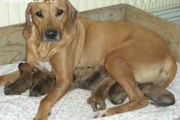 Rhodesky ridgeback